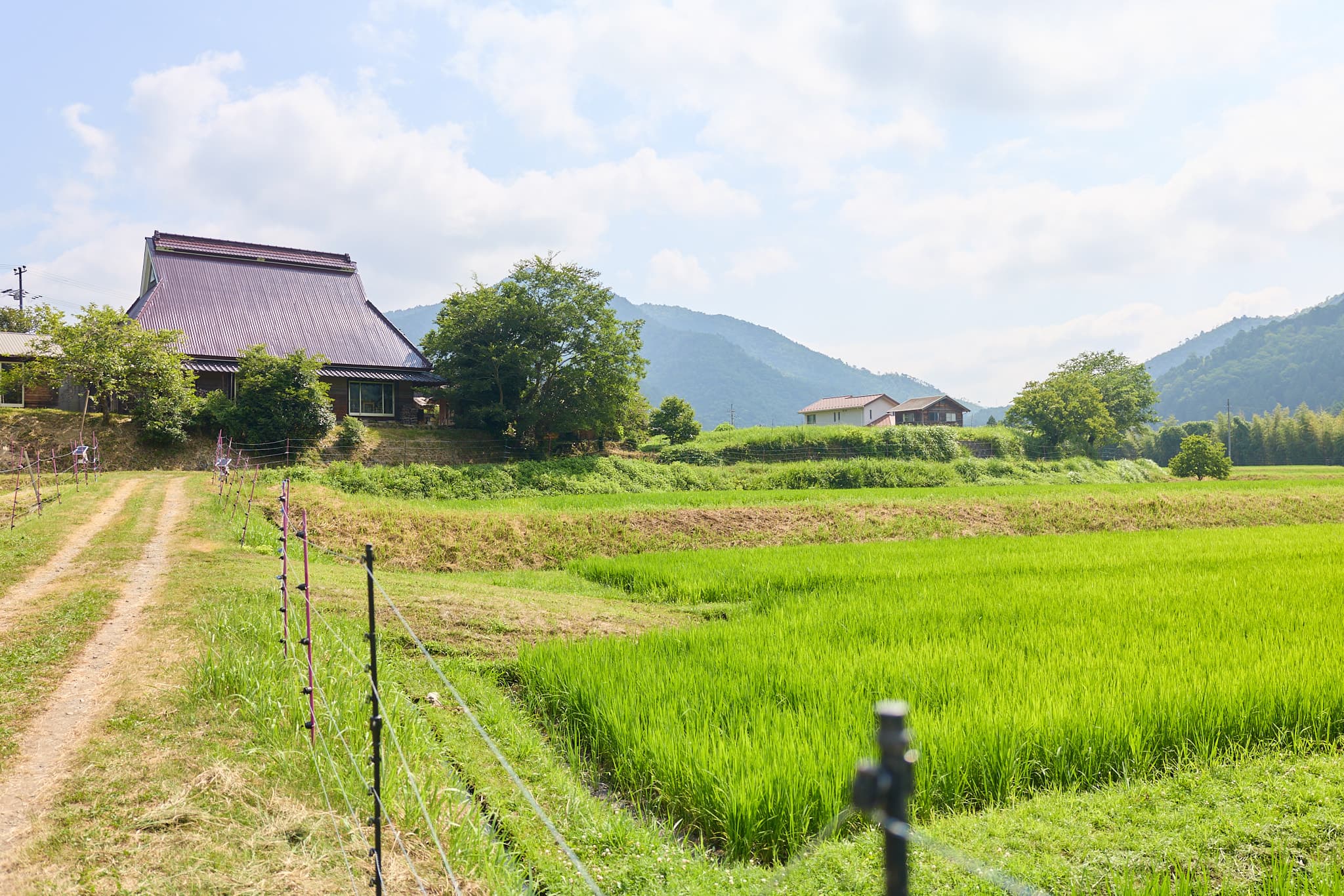 美山の里山風景。青田の向こうに古民家と山なみ